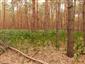 Phytlacca americana v kultúrnom poraste mladej borovice lesnej.