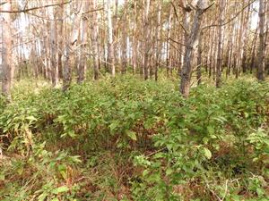 Phytolacca americana