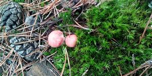 Gomphidius roseus v borovom lese - biotop Ls6.4 Lišajníkové borovicové lesy.