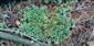 Cetraria islandica v borovicovom lese (biotop Ls6.4 Lišajníkové borovicové lesy)