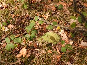 Leucobryum glaucum.