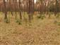 Phytolacca americana roztrúsene v podraste borovicového lesa.