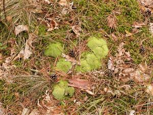 Leucobryum glaucum.