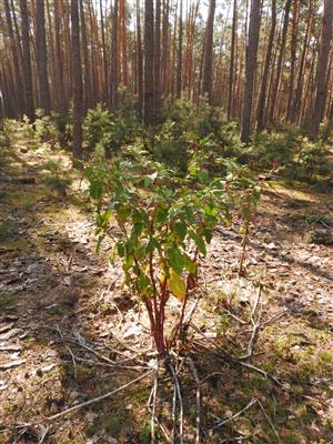 Phytolacca americana.