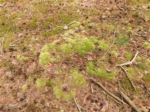 Leucobryum glaucum