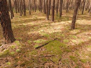 Pohľad na biotop výskytu Leucobryum glaucum