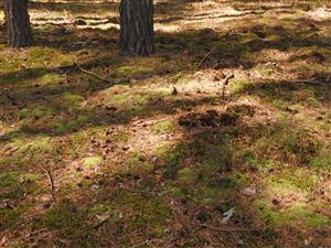 Leucobryum glaucum