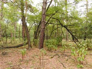 Phytolacca americana.