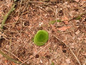 Leucobryum glaucum