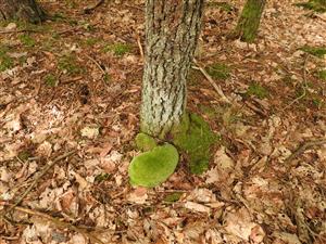 Leucobryum glaucum.