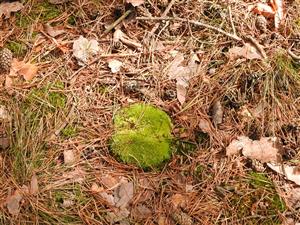 Leucobryum glaucum