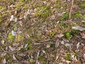 Leucobryum glaucum