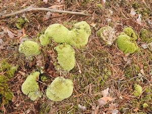 Leucobryum glaucum - časť vykopnutá zverou.