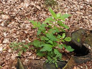 Phytolacca americana