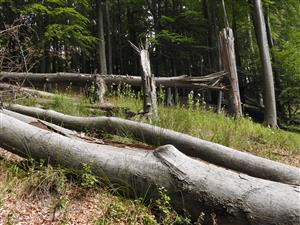 Erechtites hieraciifolius