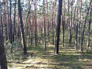 Južný okraj porastu