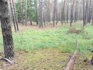 Plocha s bezkolencom