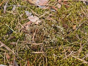 Cetraria islandica.