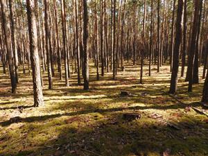 Pohľad do porastu s biotopom Ls6.4 Lišajníkové borovicové lesy s výskytom Cetraria islandica