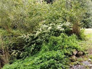 Fallopia_cavoj1