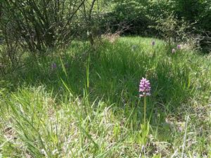 Orchis militaris v poraste Tr1c