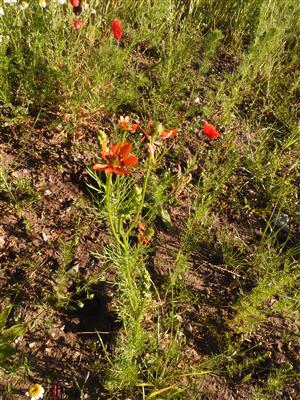 Adonis aestivalis.