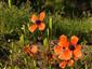 Papaver argemone.