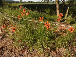 Papaver argemone pri okraji poľnej cesty.