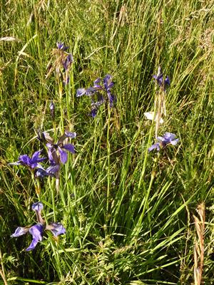 Iris sibirica.