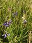 Iris sibirica.