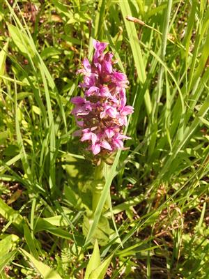 Dactylorhiza majalis.