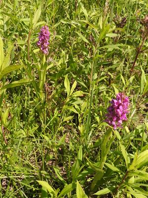 Dactylorhiza incarnata.