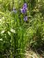 Iris sibirica.