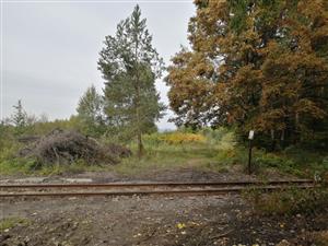 Fallopia_odkaliska