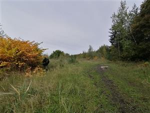 Fallopia_odkaliska3