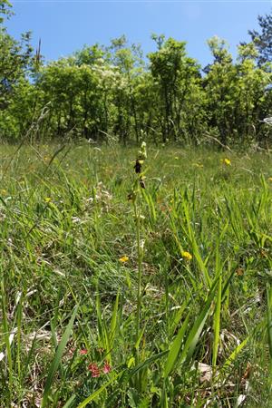 Ophrys insectifera v poraste Tr5