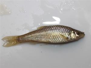 Pseudorasbora parva