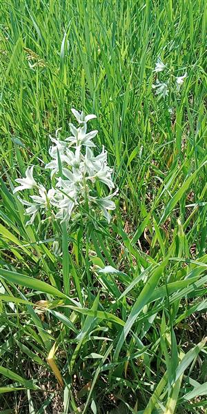 Ornithogalum boucheanum.