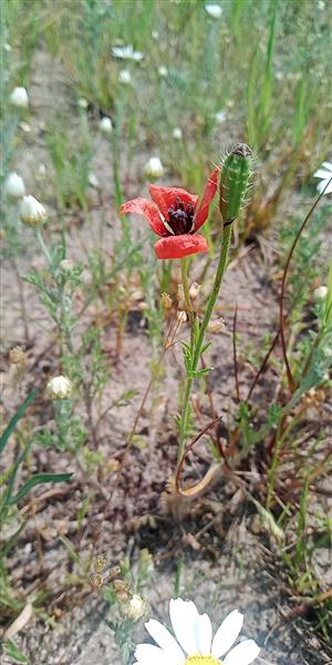 Papaver argemone.