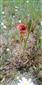 Papaver argemone.