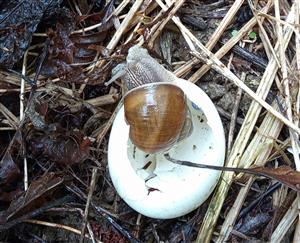 Helix pomatia.
