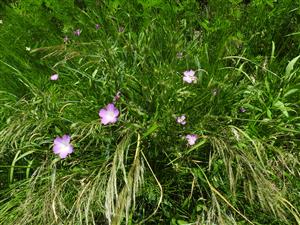 Agrostemma githago