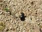 Carabus (Oreocarabus) glabratus glabratus Paykull, 1790