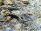 salamandra škvrnitá