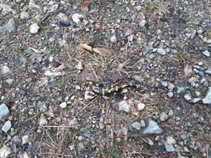 Salamandra škvrnitá