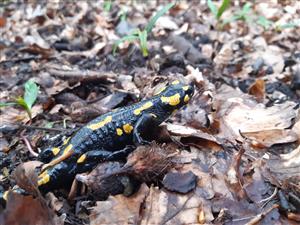 salamandra škvrnitá