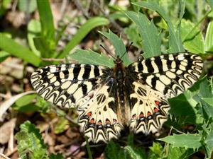 Zerynthia polyxena
