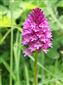 Anacamptis pyramidalis