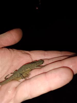 Lissotriton vulgaris