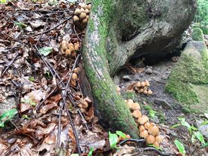 Coprinus sp.